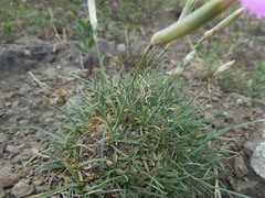 Dianthus longicaulis
