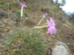 Dianthus longicaulis