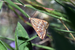 Loxostege munroealis