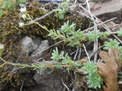 Sedum monregalense