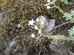 Sedum monregalense