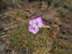 Dianthus longicaulis