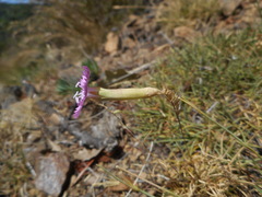 Dianthus longicaulis