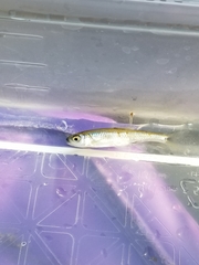 Notropis atherinoides