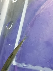 Notropis atherinoides