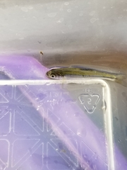 Notropis atherinoides