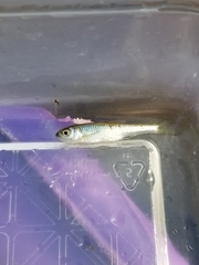 Notropis atherinoides