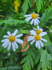 Argyranthemum pinnatifidum image