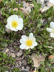 Dryas hookeriana
