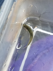 Notropis atherinoides