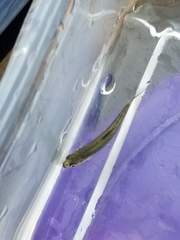 Notropis atherinoides