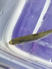 Notropis atherinoides