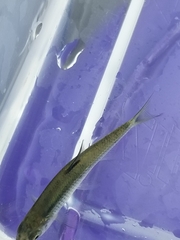 Notropis atherinoides