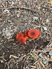 Pseudohygrocybe