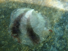 Pododesmus squama