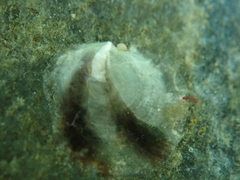 Pododesmus squama