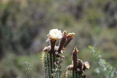 Trichocereus tunariensis
