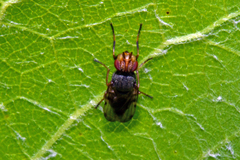 Tetanops