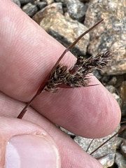 Luzula spicata