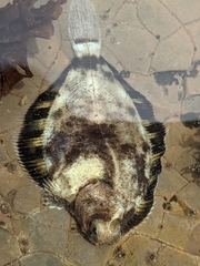 Pleuronichthys
