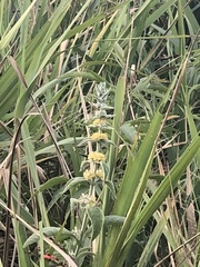 Buddleja stachyoides