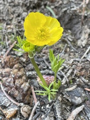 Ranunculus adoneus