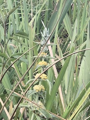 Buddleja stachyoides
