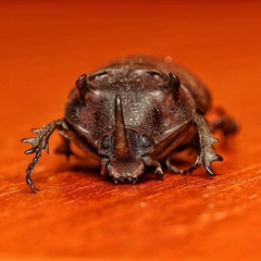 Coelosis bicornis