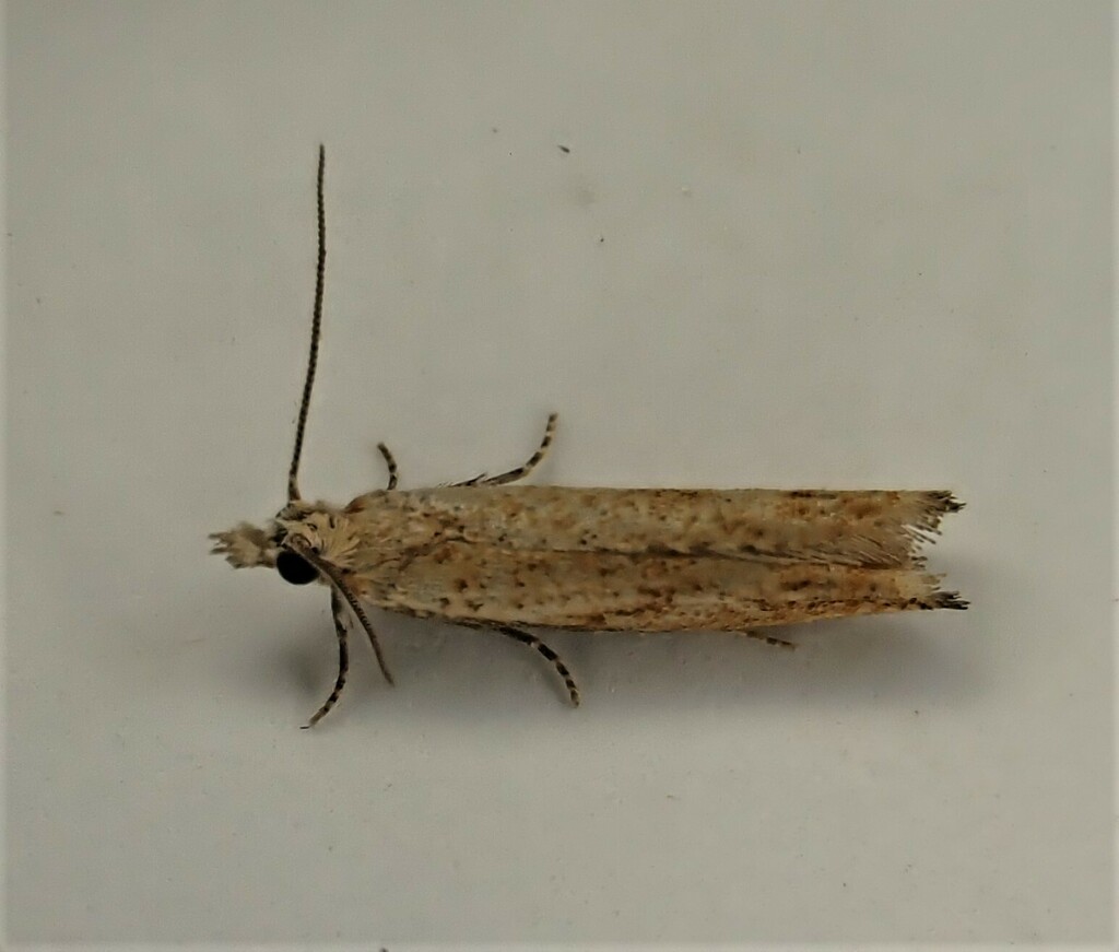 Holocola charopa
