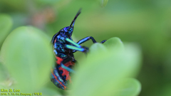 Poecilocoris splendidulus