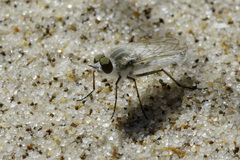 Acrosathe annulata