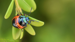 Poecilocoris splendidulus