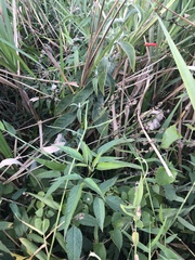 Buddleja stachyoides