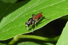 Xylota bicolor