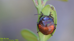 Poecilocoris splendidulus