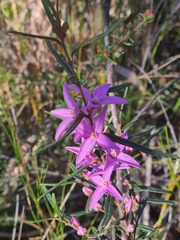 Boronia hapalophylla