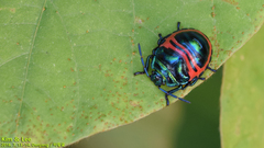 Poecilocoris splendidulus