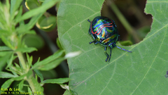 Poecilocoris splendidulus