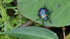Poecilocoris splendidulus