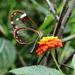 Mariposa Alas de Cristal de Manchas Blancas - Photo (c) Arturo Hernandez, algunos derechos reservados (CC BY-NC)
