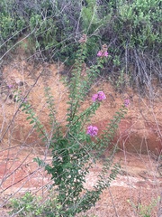 Lagerstroemia indica
