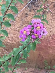 Lagerstroemia indica
