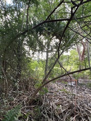 Pandanaceae