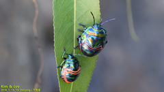Poecilocoris splendidulus