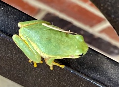 Hyla squirella