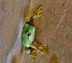 Hyla squirella