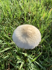 Panaeolus cyanescens