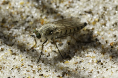 Acrosathe annulata