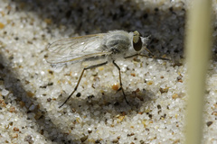 Acrosathe annulata