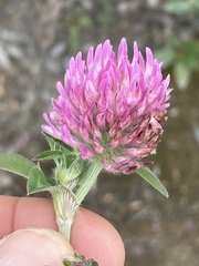 Trifolium pratense